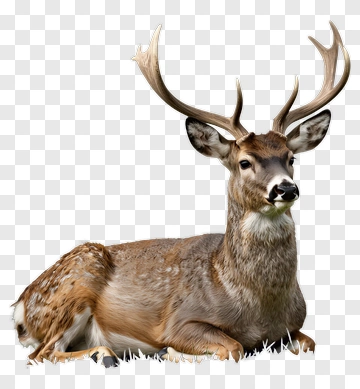 Deer Lying In Grass PNG