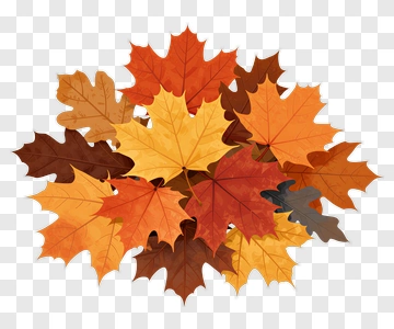 Colorful Autumn Leaves PNG