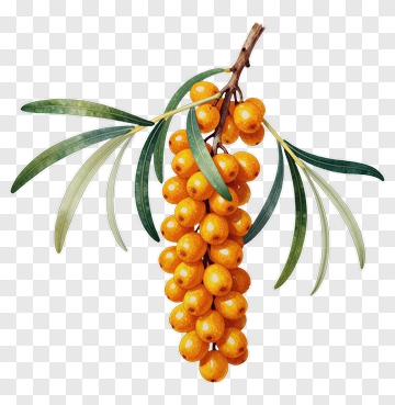 Branch Of Sea Buckthorn Berries PNG