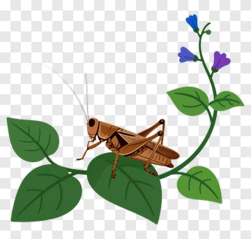Cartoon Grasshopper On A Green Leaf With Flowers PNG