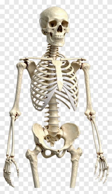 Human Skeleton Model PNG
