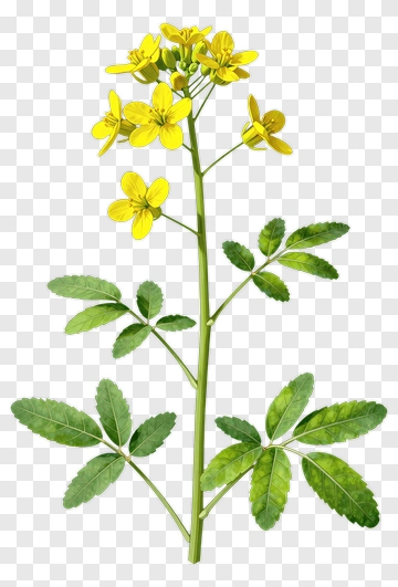 Yellow Flowering Plant PNG