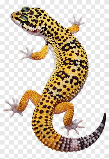 Leopard Gecko PNG