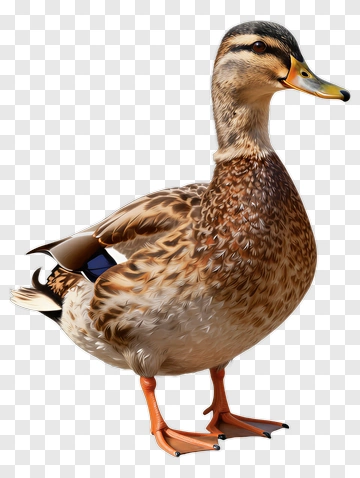 Realistic Mallard Duck PNG