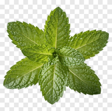 Fresh Mint Leaves PNG