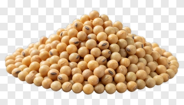 Pile Of Soybeans PNG