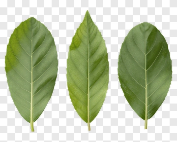 Green Leaves PNG