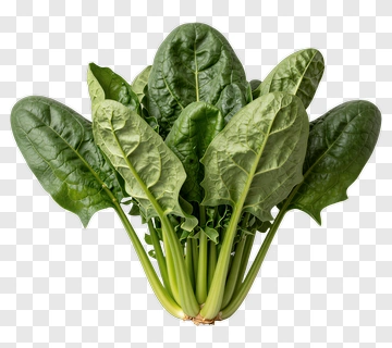 Fresh Spinach Bunch PNG