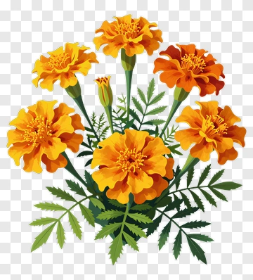Colorful Marigold Flowers PNG
