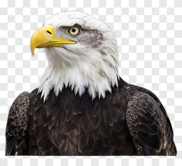 Bald Eagle Portrait PNG