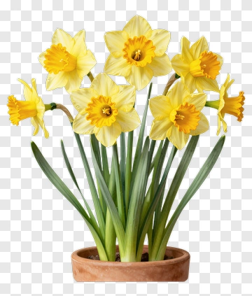 Yellow Daffodil Flower Bouquet In A Pot PNG