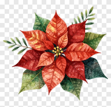 Colorful Poinsettia Flower Arrangement PNG