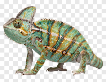 Chameleon With Colorful Patterns PNG