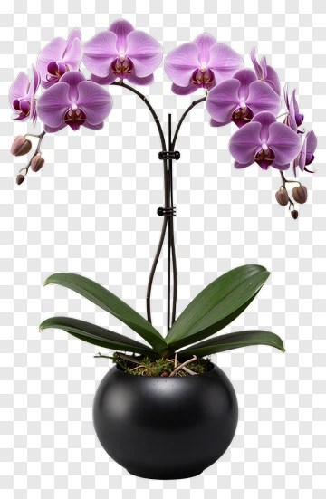 Purple Orchid Plant In A Black Pot PNG
