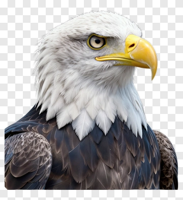 Bald Eagle Portrait PNG