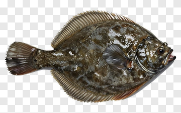Flatfish With Detailed Texture PNG