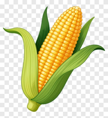 Fresh Corn On The Cob PNG