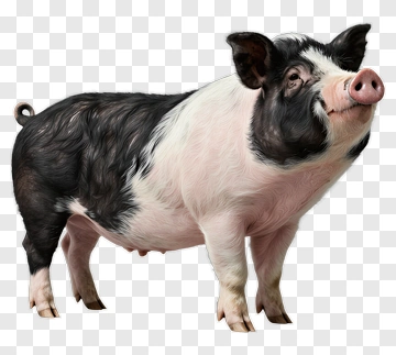 Realistic Pig Standing Proudly PNG