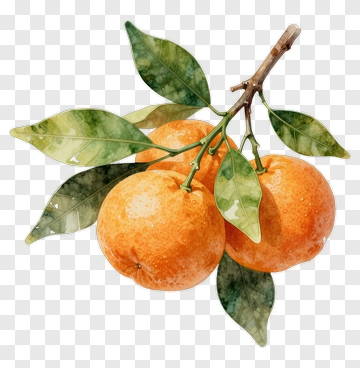 Watercolor Orange Fruit Branch PNG