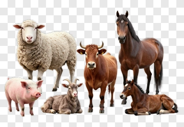 Farm Animals Group PNG
