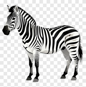 Zebra With Striped Coat PNG