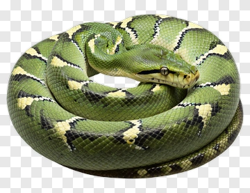 Green Python Coiled PNG