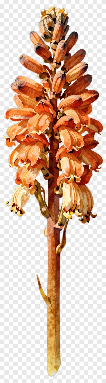 Watercolor Flower Stem PNG