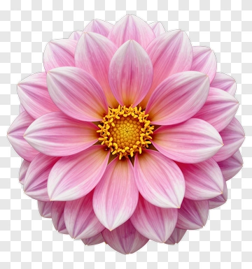 Pink Flower With Yellow Center PNG
