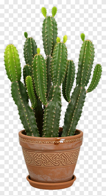 Cactus In Decorative Pot PNG