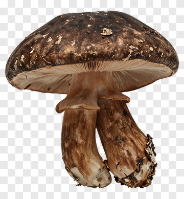 Mushroom PNG