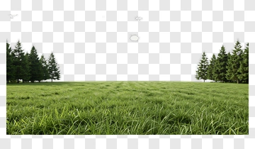 Lush Green Meadow With Pine Trees PNG