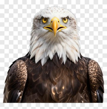 Bald Eagle Portrait PNG