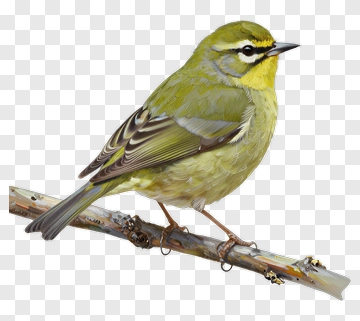 Bird Perched On A Branch PNG