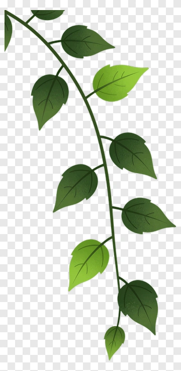 Green Leafy Vine PNG
