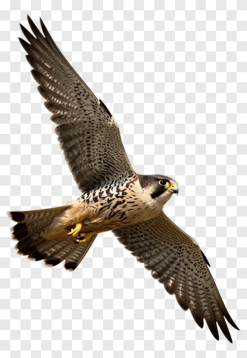 Peregrine Falcon In Flight PNG