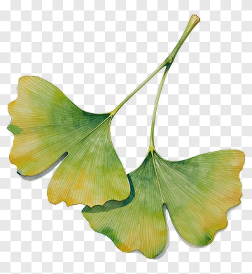 Ginkgo Leaves PNG