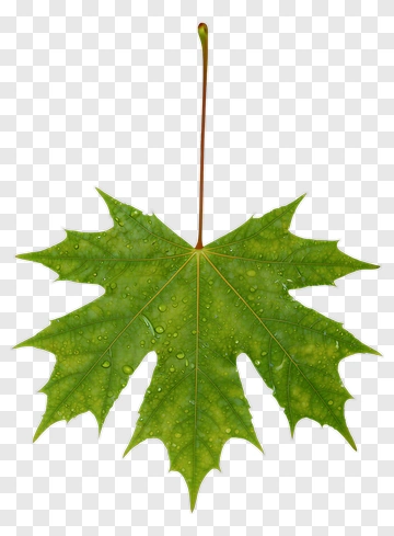 Green Maple Leaf With Water Droplets PNG