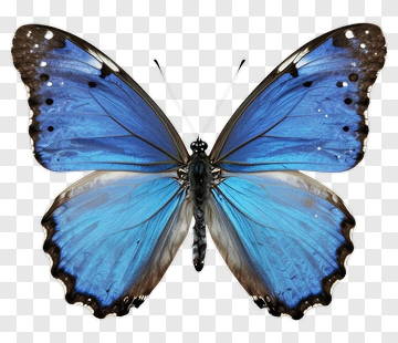 Blue Morpho Butterfly PNG