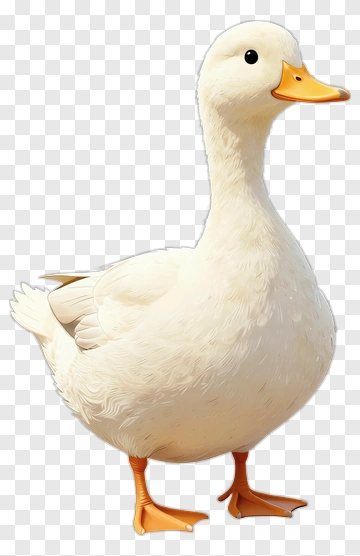 Cartoon Duck Standing PNG