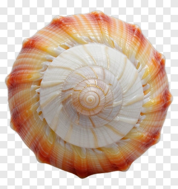Spiral Seashell With Orange And White Patterns PNG