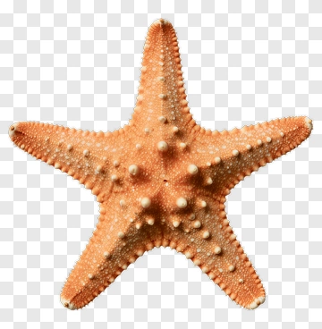 Starfish On Transparent Background PNG