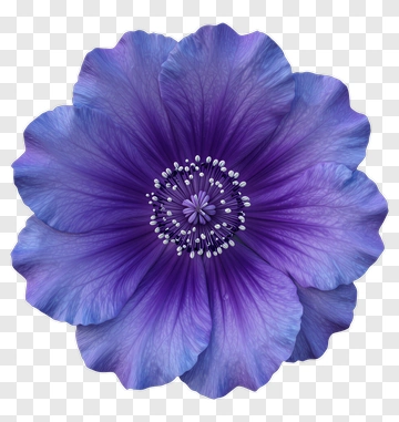 Purple Flower PNG