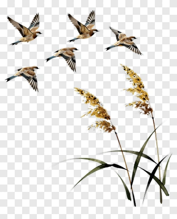 Birds Flying Over Tall Grass PNG