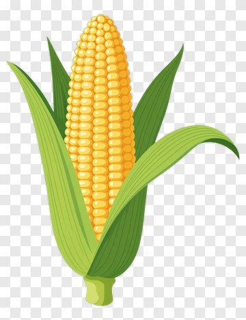 Corn On The Cob PNG