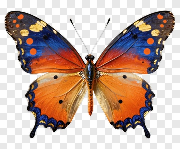 Colorful Butterfly With Blue And Orange Wings PNG