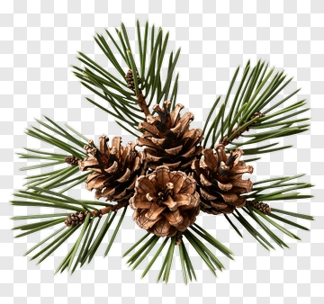 Pine Cone Arrangement PNG