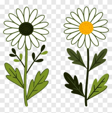 Daisy Flower Illustration PNG
