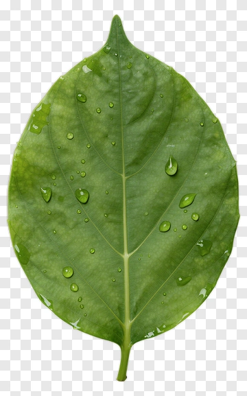 Green Leaf With Water Droplets PNG