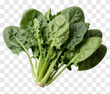 Fresh Spinach Bunch PNG