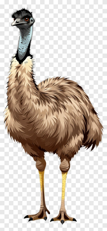 Emu Standing Proudly PNG
